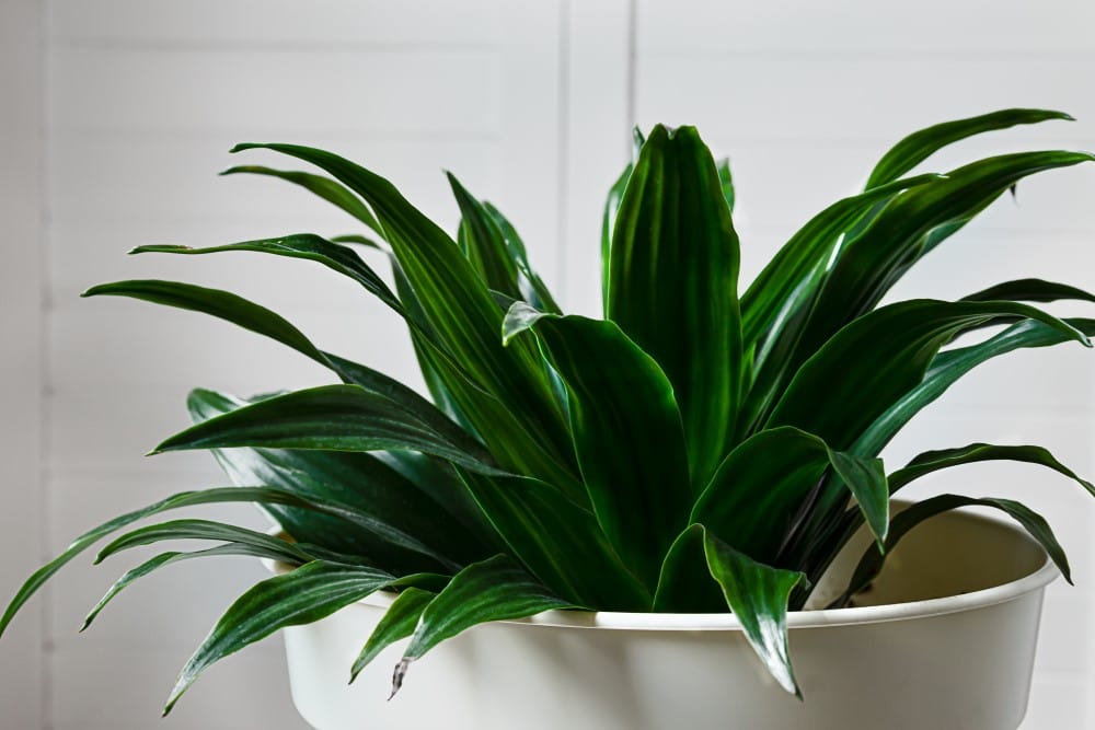 Janet Craig Dracaena indoor plant