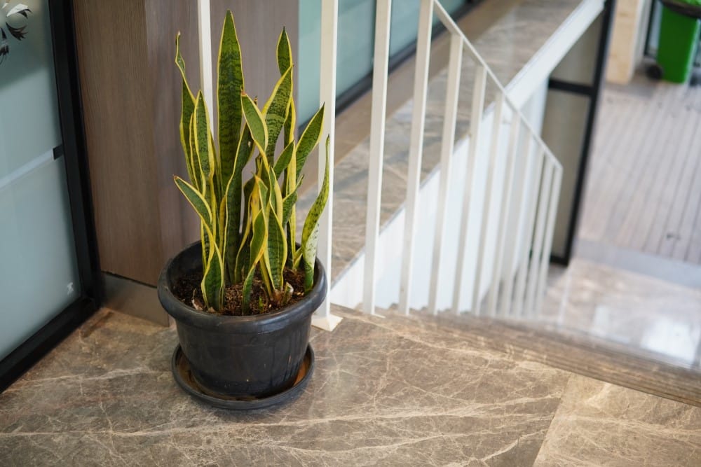snake plant as decorative plant indoor