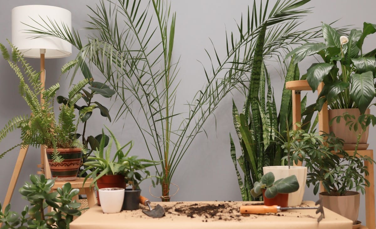 best indoor plants for air purifying at home