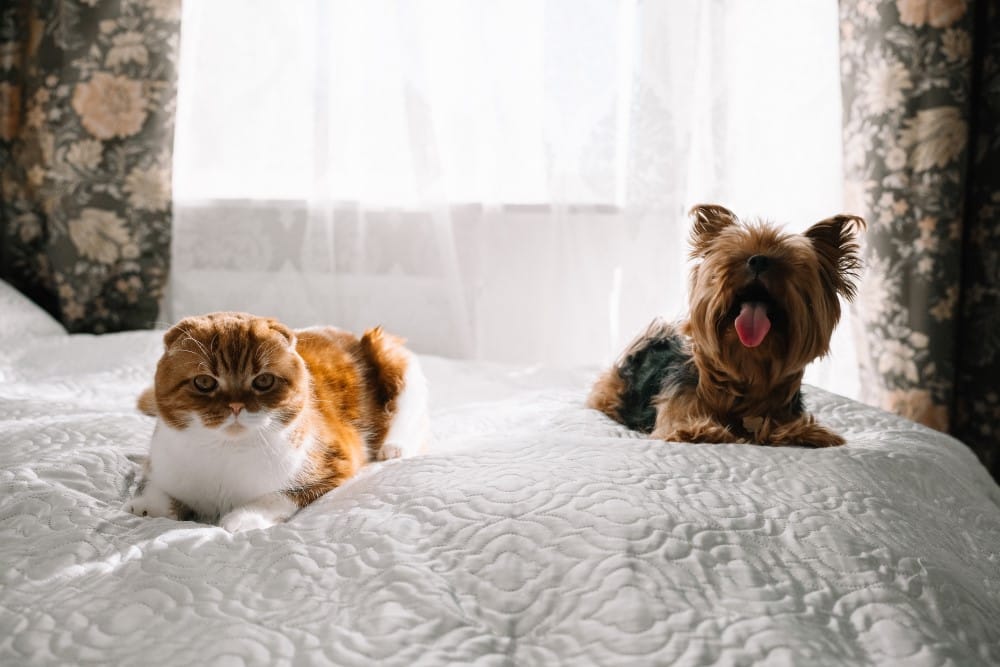 dog and cat on bed