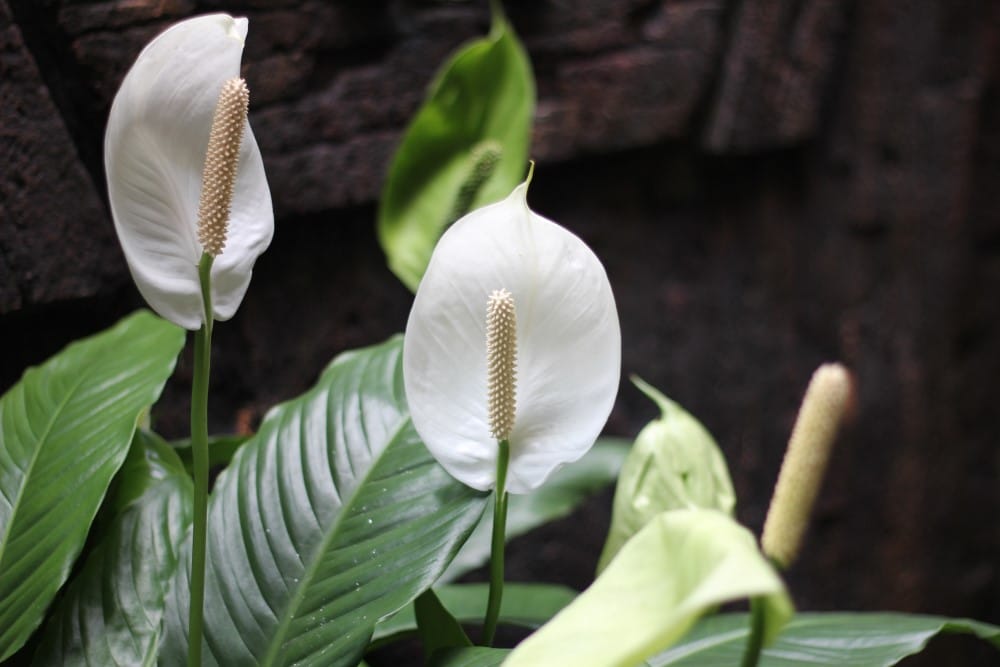 Peace Lily flower