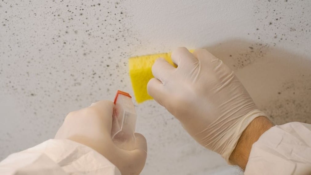 Person scrubbing mold spots on wall to stop its spread