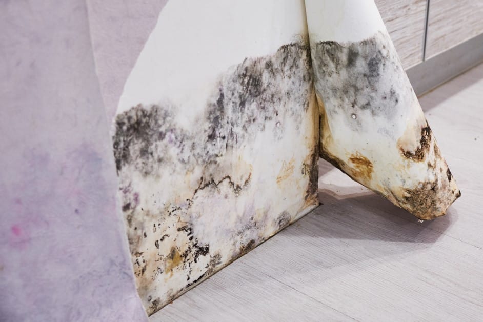 Severe black mold growth covering a wall corner, exposed by peeled-back wallpaper