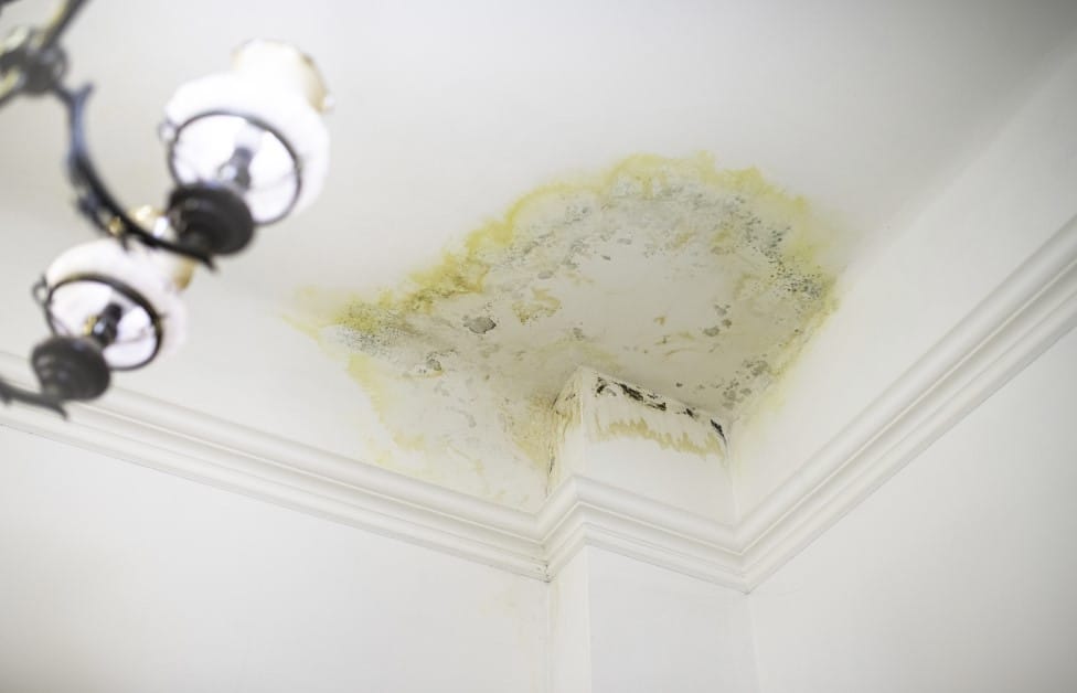 Corner of a white ceiling with a large yellow-green water stain and visible mold growth .