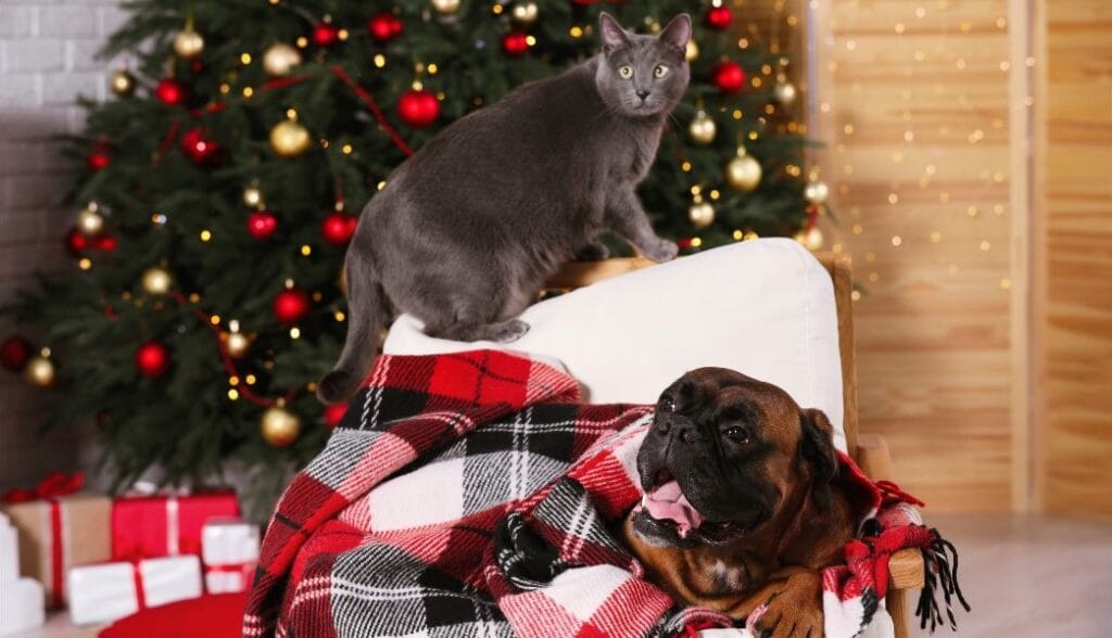 Cat and dog by a tree, illustrating the need for pet-proofing Christmas tree areas.