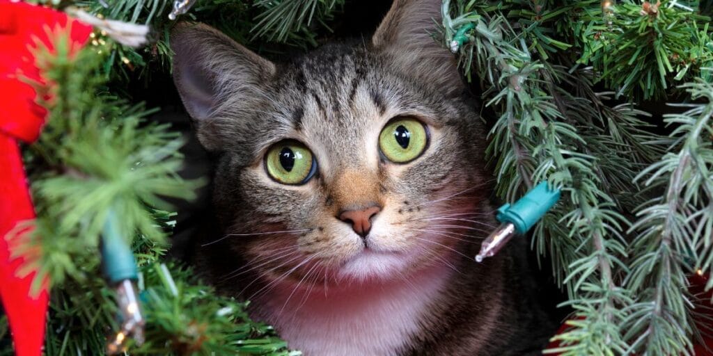 Close up of a curious tabby cat peeking through the branches and lights of a Christmas tree.