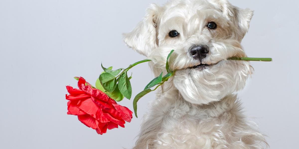 A fluffy white dog playfully holding a single red rose in its mouth