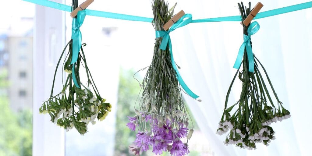 Bundles of purple and white flowers tied with teal ribbons, hanging upside down on a line to air dry.