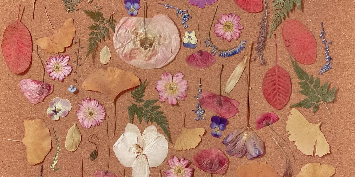 A colorful flat lay of dried and pressed Valentine flowers, including pansies and ginkgo leaves, on cork.