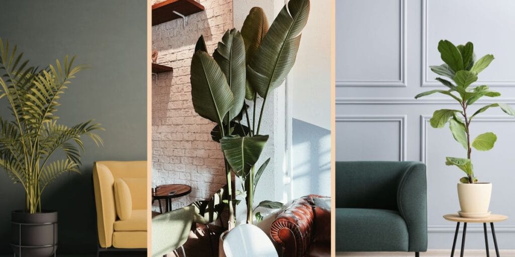 Tall indoor statement plants like palms and fiddle leaf fig by a modern living room sofa for home decor.
