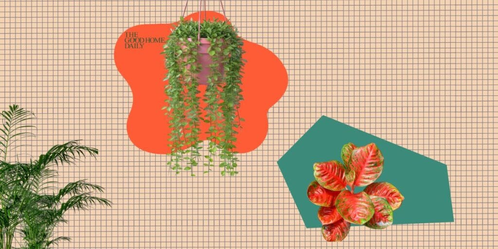 Creative indoor plant decor ideas featuring a hanging vine and colorful potted tropical houseplants.