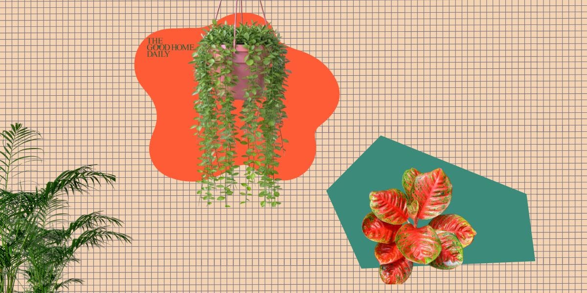Creative indoor plant decor ideas featuring a hanging vine and colorful potted tropical houseplants.
