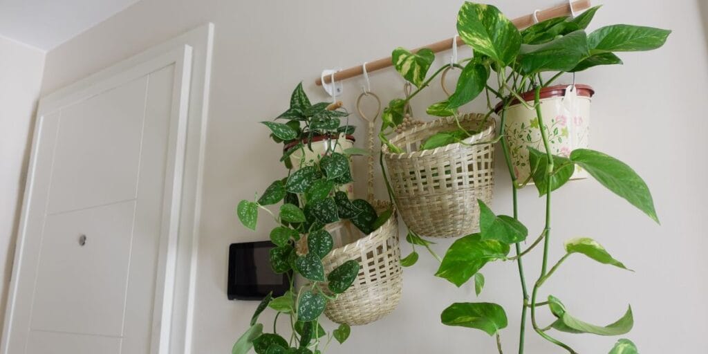 Pothos and trailing houseplants hanging from a wall rod in woven baskets