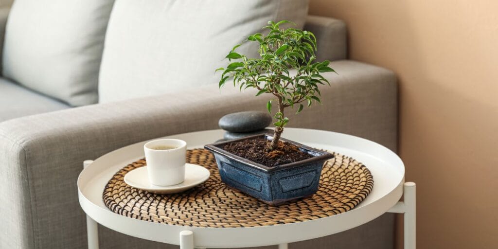 bonsai tree in a ceramic pot on a living room coffee table