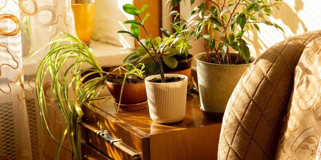 Potted houseplants including a ZZ plant arranged on a wooden cabinet