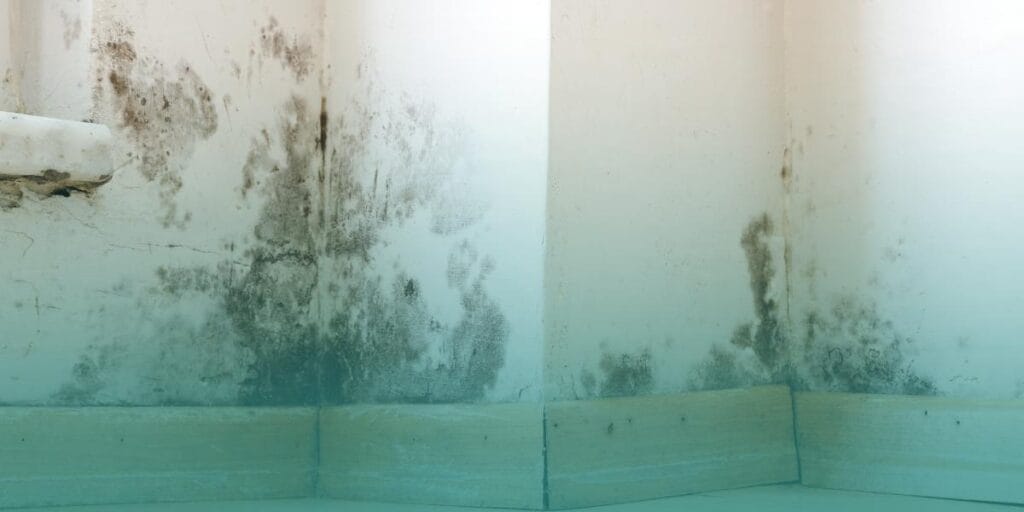 Mold growing on an interior wall caused by excess moisture after the rainy season.